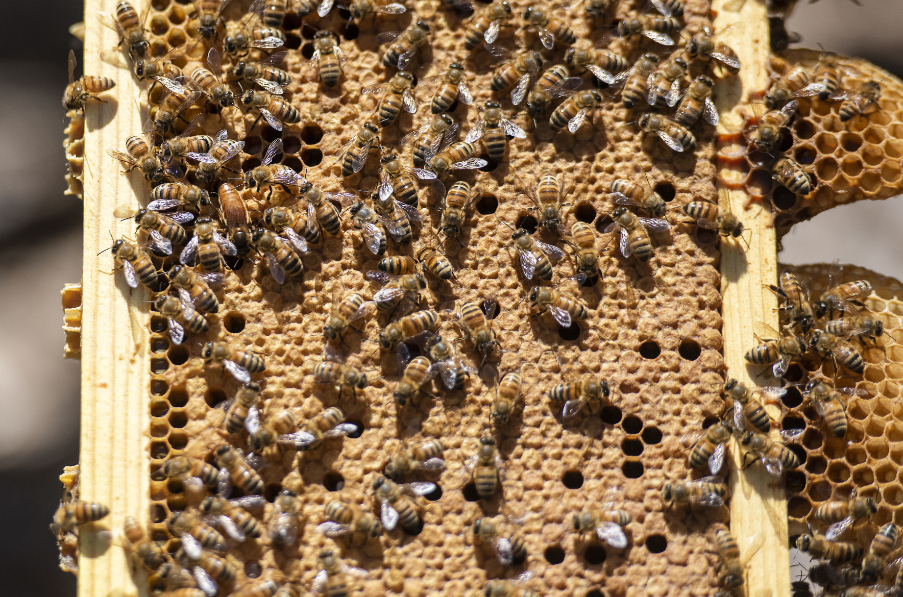 190419_BEES02